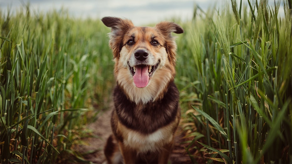 Nyc Coronavirus Outbreak Leads To Shortage Of Foster Dogs Cats Fox News Nyc Coronavirus Outbreak Leads To Shortage Of Foster Dogs Cats Fox News