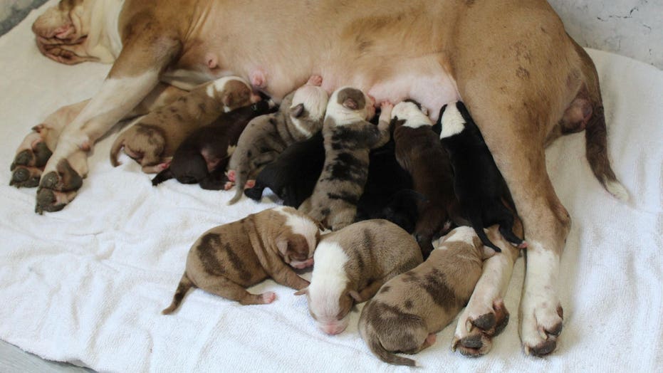 Bulldog In England Gives Birth To 20 Puppies Fox News