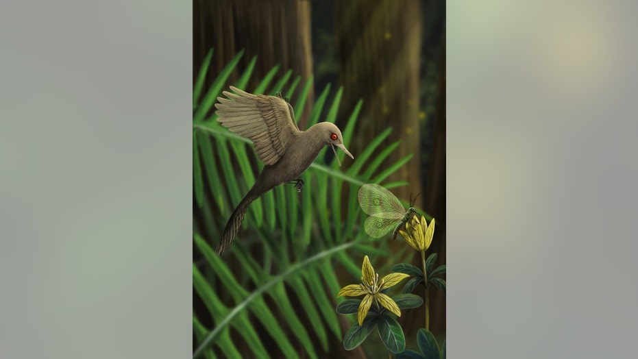 World's smallest dinosaur discovered: 'We've never seen anything like it' | Fox News