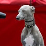 Lloyd the Italian Greyhound/Whippet cross is groomed at the launch of a pop-up spa designed for dogs to use on their way to this year's Crufts dog show at Roadchef in Norton Canes, England, March 5, 2020. 