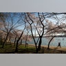 With the Washington Monument in the background, people run by cherry blossoms at the Tidal Basin, in Washington, March 18, 2020. 