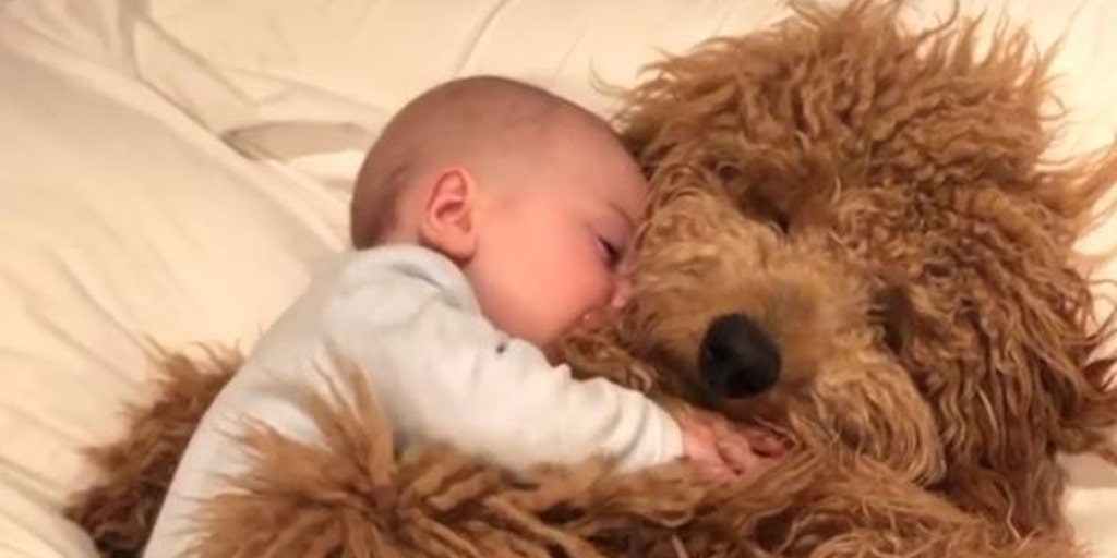 Adorable Video Of Baby Cuddling Pet Dog Goes Viral People Just Want To See Heartwarming Stuff Fox News