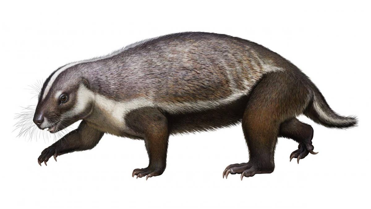 The image was drawn from a complete, 3-dimensional fossil discovered in Madagascar. The unusually large mammal, named Adalatherium, is part of a group of mammals known as gondwanatherians. It lived at the time of dinosaurs, roughly 66 million years ago. (Credit: Denver Museum of Nature &amp; Science/Andrey Atuchin)