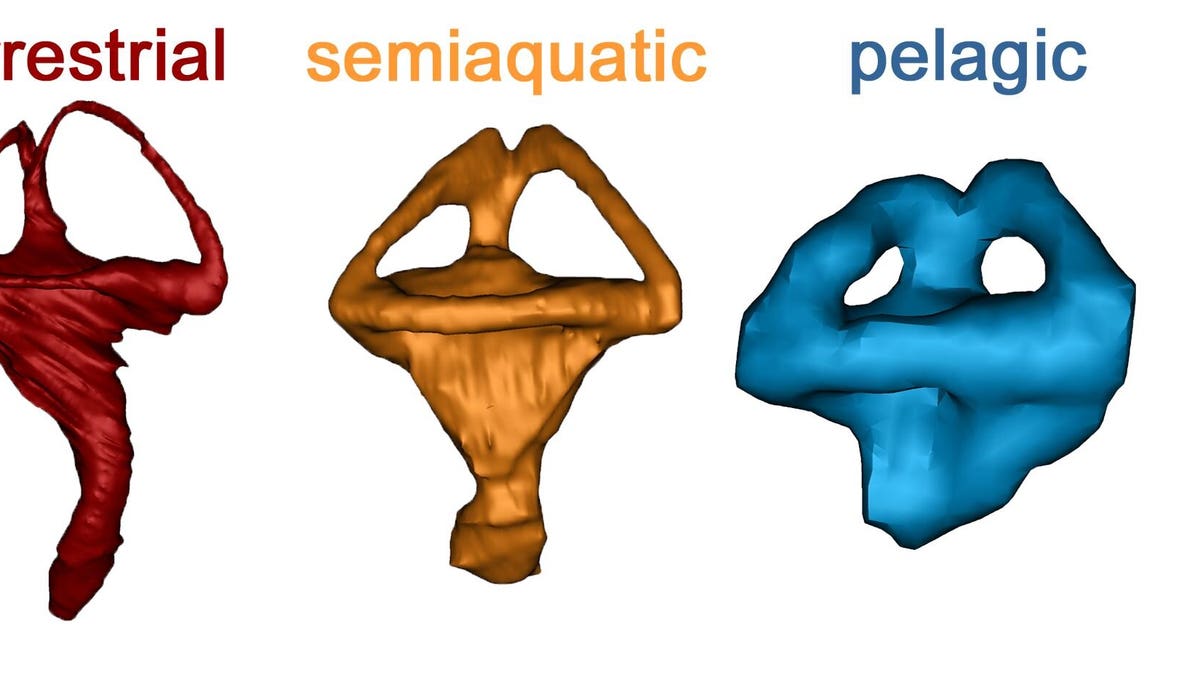 1 / 2 Three different inner ears based on the habitat the animal lived in. Credit: Julia Schwab