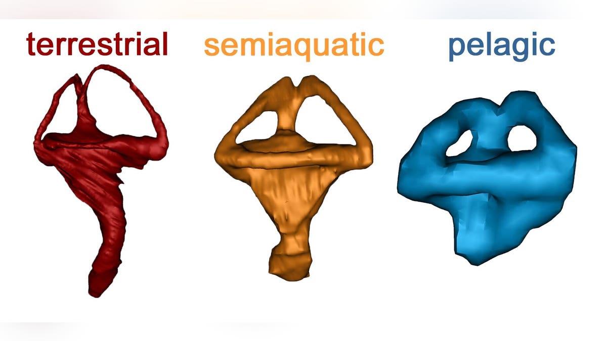 1 / 2 Three different inner ears based on the habitat the animal lived in. Credit: Julia Schwab