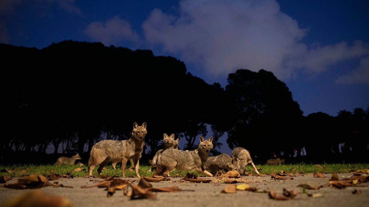A pack of jackals eats dog food that was left for them by a woman at Hayarkon Park in Tel Aviv, Israel on April 11. With a lockdown against the coronavirus crisis, the sprawling park is practically empty. This has cleared the way for packs of jackals to take over this urban oasis in the heart of the city as they search for food. (AP Photo/Oded Balilty)