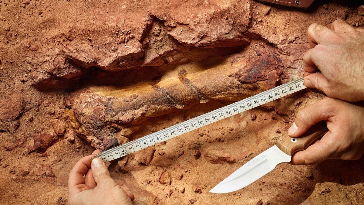 Team members unearthing a large Spinosaurus bone. (Paolo Verzone/National Geographic)