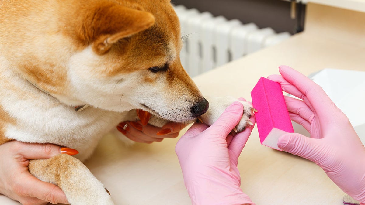 "For nail trimming, if you have never cut an animal's nails before, it is highly recommended to not cut them yourself as you could hit the nerve (the quick) that is inside their nail and can cause it to be painful and bleed,” says?Rachael Rudman, the kennel manager at North Shore Animal League America.