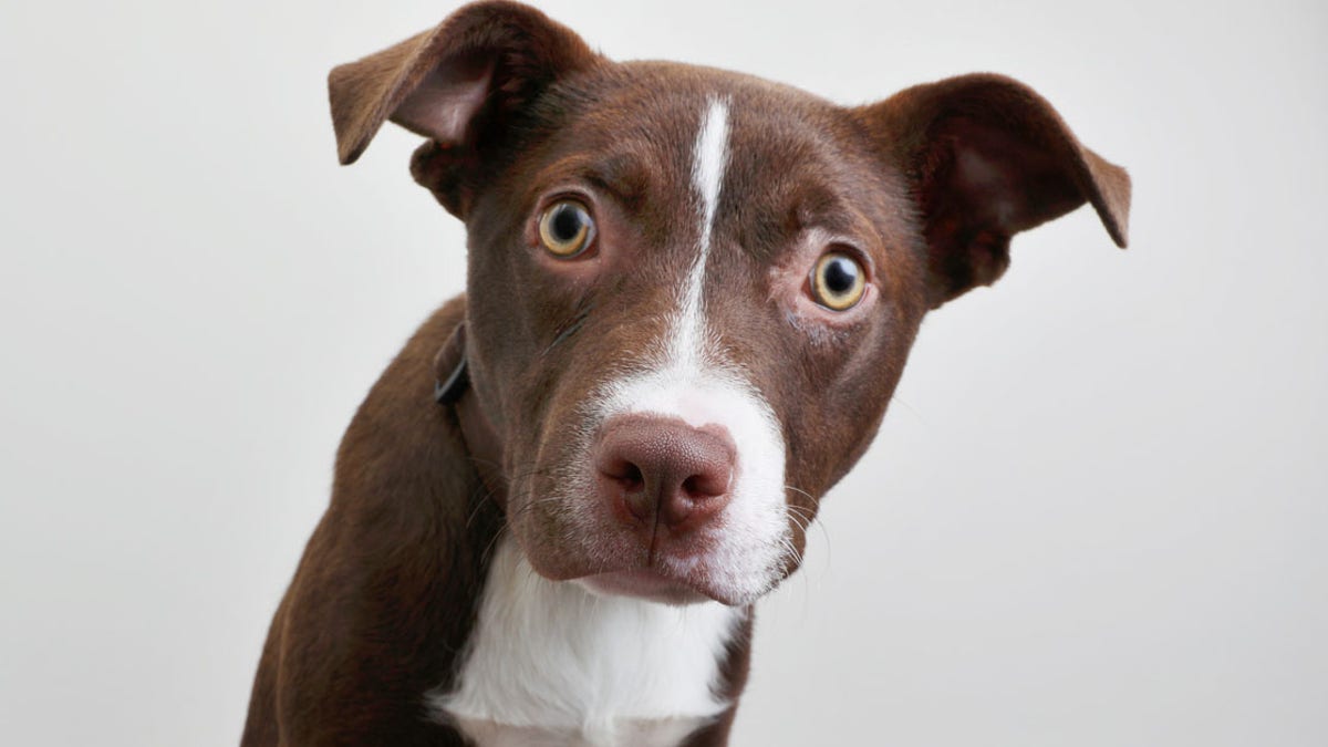 Approximately 20 to 40 percent of dogs referred to animal behavior practices in North America are diagnosed with separation anxiety, even before all these quarantining measures, the ASPCA said.