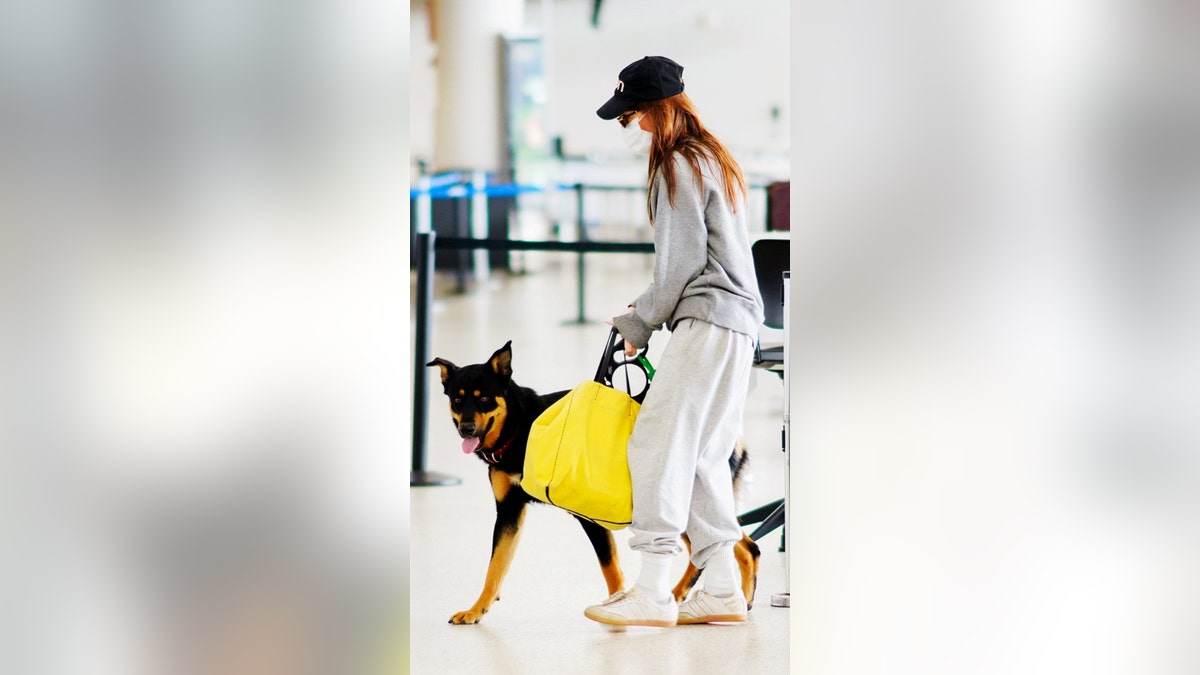 Emily Ratajkowski and Sebastian Bear-McClard jet off with their dog Columbo at JFK Airport in New York City. The 28-year-old bikini model arrived to the empty terminal wearing a baseball cap, face mask, grey sweatshirt, rubber gloves, grey joggers, and sneakers. (The Image Direct)