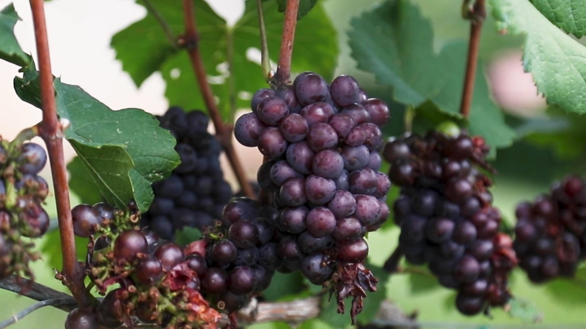  "Instead of drinking grape juice or eating raisins, the original, unprocessed grape is where you’ll get the most nutrition."
