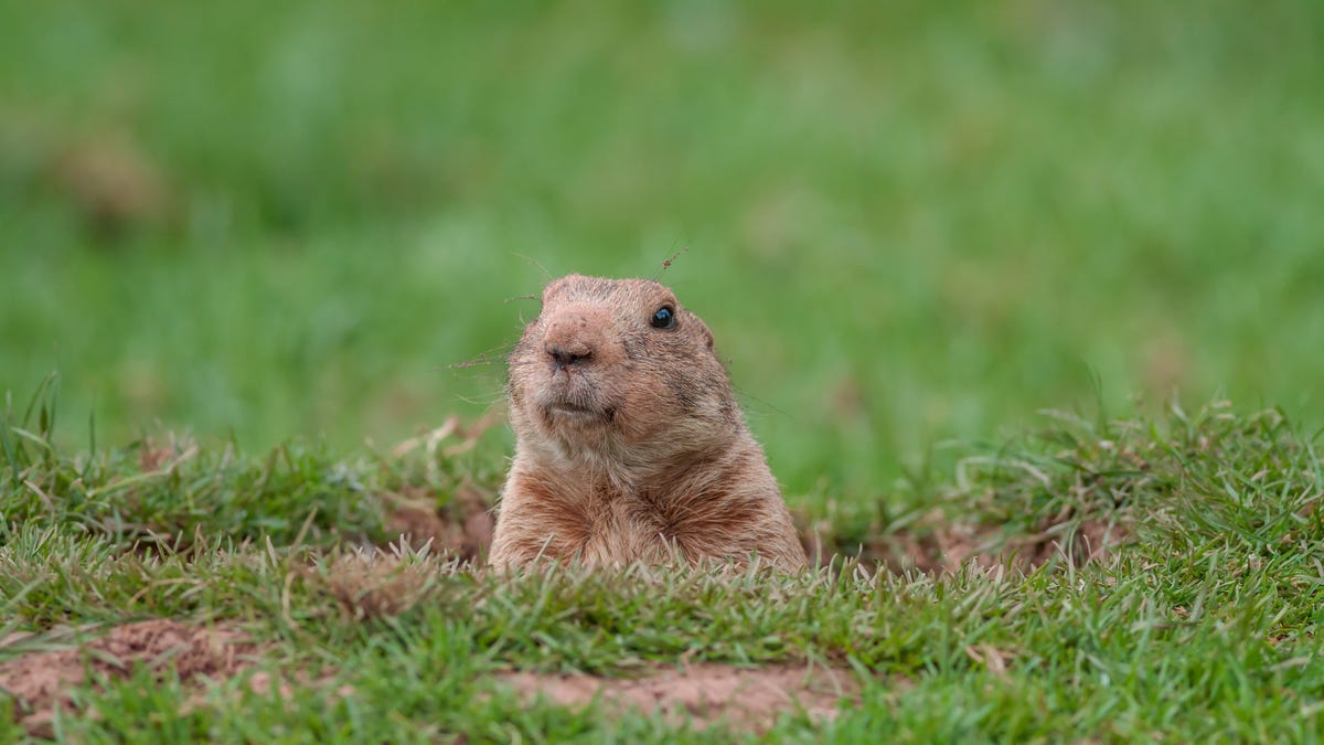 A groundhog taking a peek from a hole