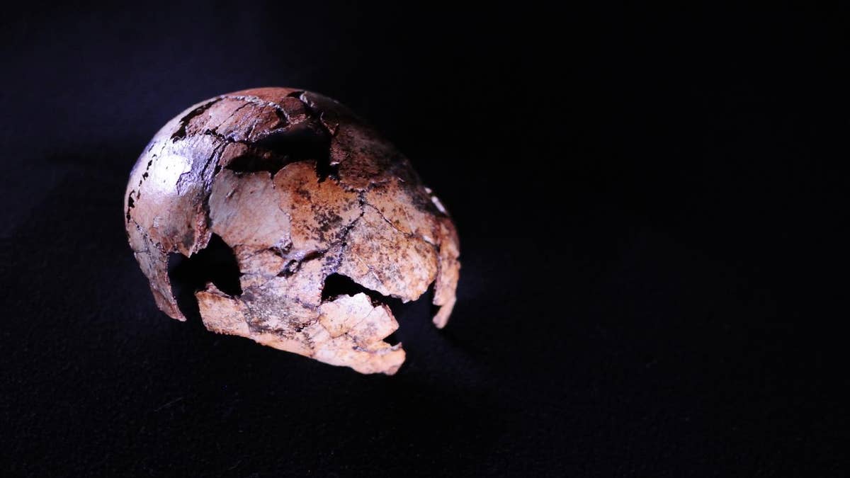 The Homo erectus skullcap,