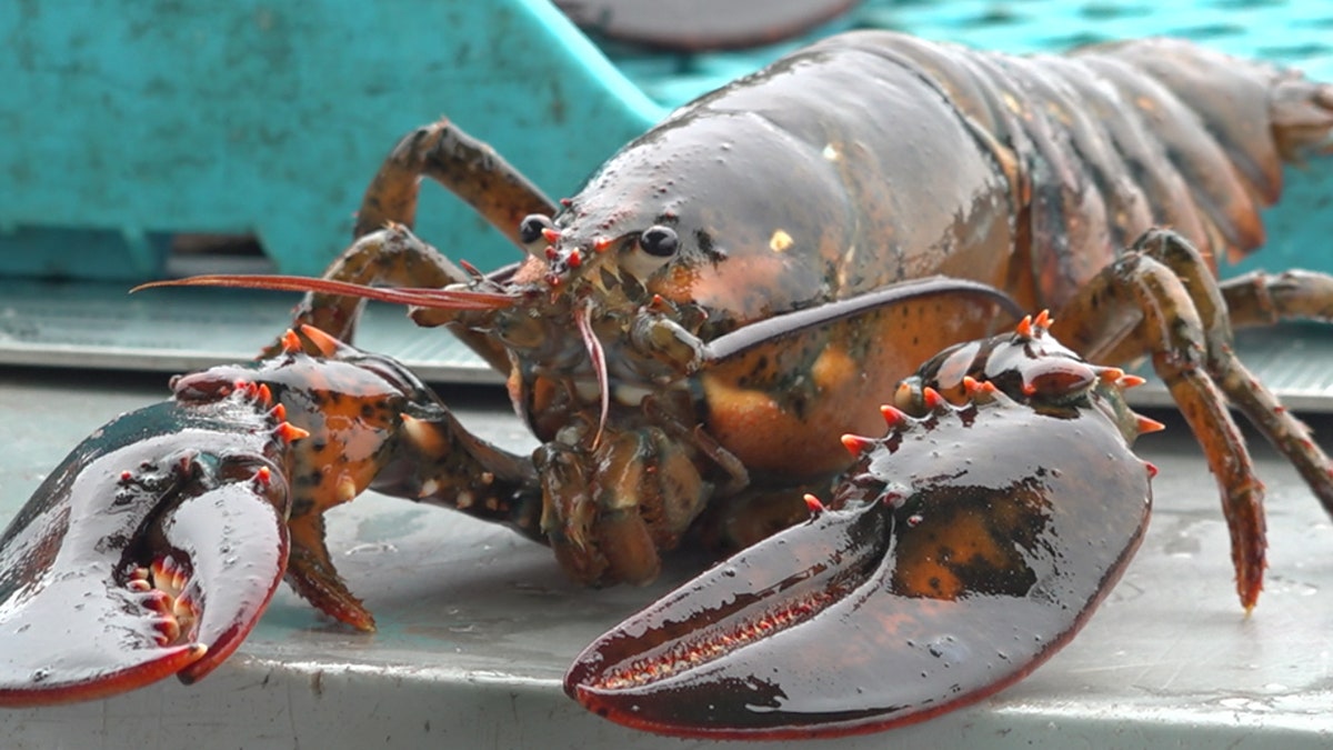 Commercial fisherman Wes Townsend specializes in catching black sea bass, lobster, rockfish and crab.