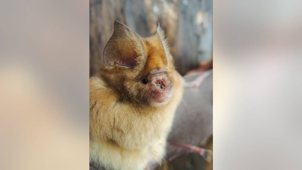 Experts found that Hipposideros caffer (Sundevall's leaf-nosed bat) consists of eight distinct lineages; three of which (including this bat) appear to be new to science. (B.D. Patterson, Field Museum)