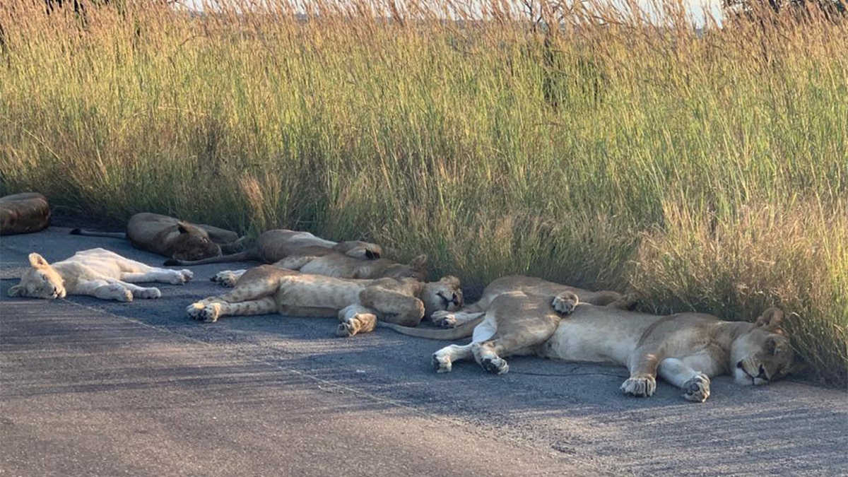 The lions were spotted napping on a road at South Africa's Kruger National Park.