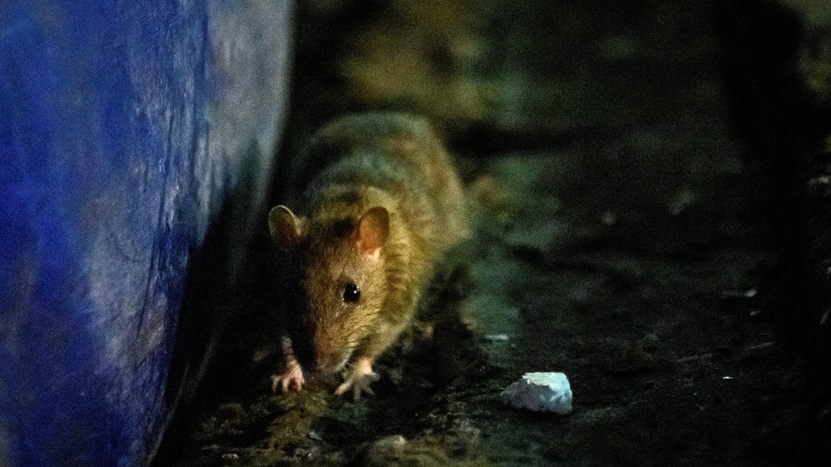 A rat sniffs for food at Klong Toei wet market in Bangkok on April 10, 2020 as Thailand's confinement measures to reduce the spread of the COVID-19 novel coronavirus made their source of food more scarce. - As humans retreat indoors at night to fight a virus, Bangkok's streets are handed over to increasingly brazen rats who are venturing out across the Thai capital in huge numbers.