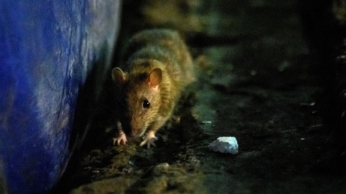 A rat sniffs for food at Klong Toei wet market in Bangkok on April 10, 2020. (Photo by Mladen ANTONOV / AFP) (Photo by MLADEN ANTONOV/AFP via Getty Images)