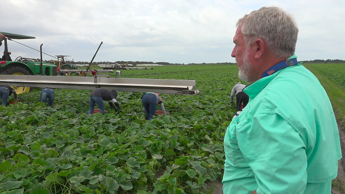 Hank Scott, Owner of Long and Scott Farms in Mount Dora, Fla., looks on as his crew harvests this spring's crop of cucumbers (Robert Sherman, Fox News).
