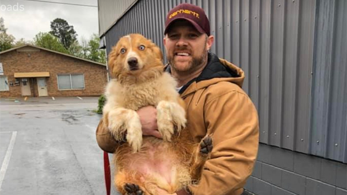 In this image taken Sunday, Bella, an Australian shepherd, is held by her owner Eric Johnson in Cookeville, Tenn. The dog was found Sunday after being missing for 54 days following a tornado that ravaged Putnam County and flattened the Johnson’s family home in early March.