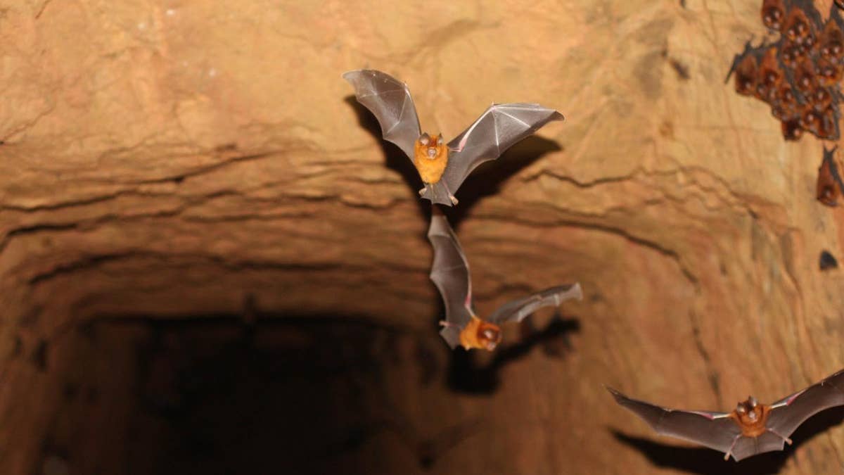 Members of the new bat species.