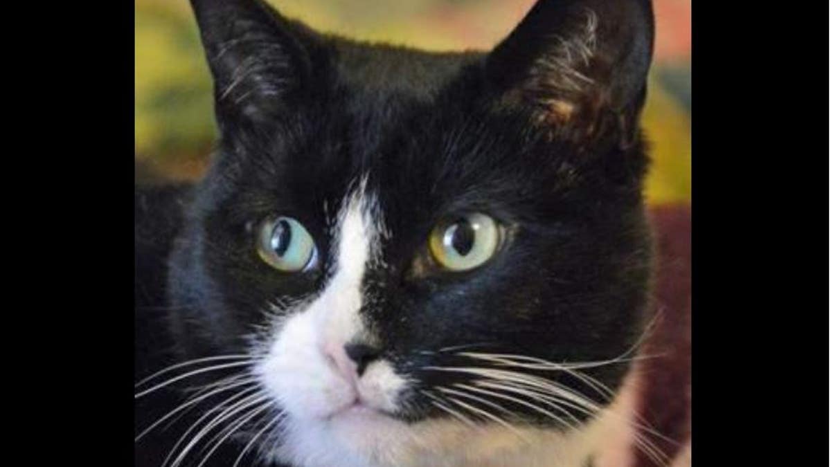 Two pet cats tested positive for COVID-19 in New York. 