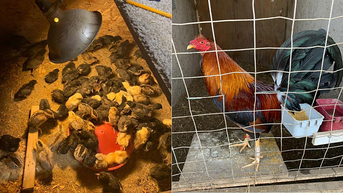Hundreds of birds were recovered after a large cockfighting ring was discovered in Northern California on Saturday.
