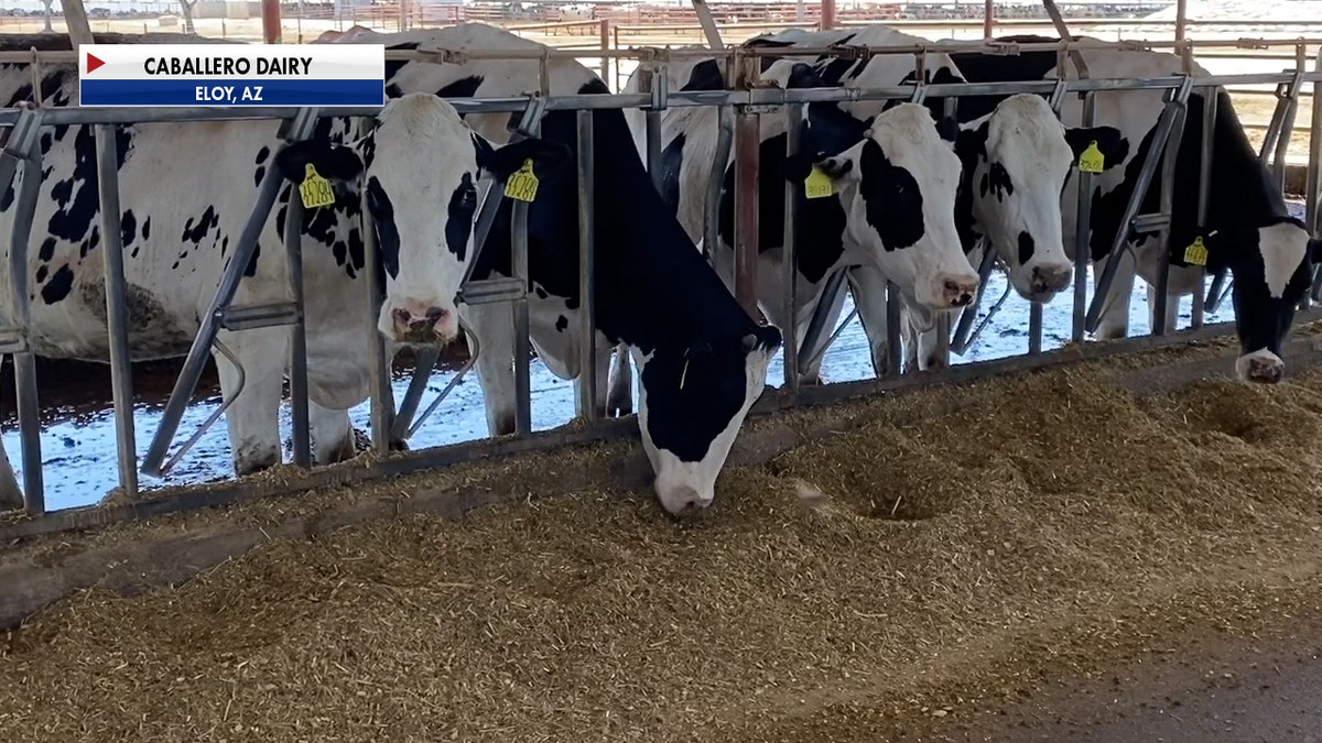 Arizona farmers have shipped some 40 percent of their dairy products to Mexico, creating $150 million a year. (Caballero Dairy)