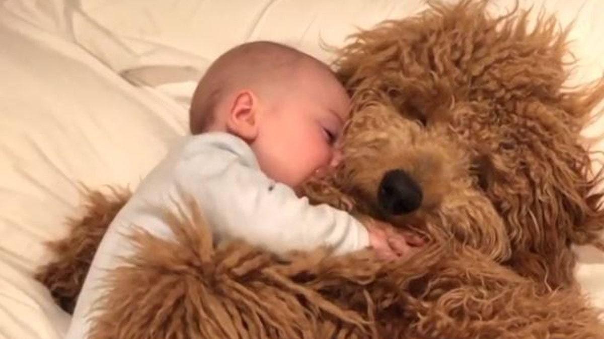 Baby cheap hugging dog