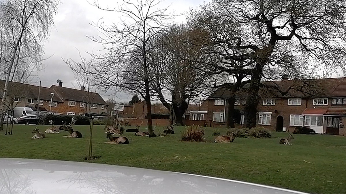 A herd of deer decided to rest in a housing estate in Harold Hill, Romford, east London. (SWNS)