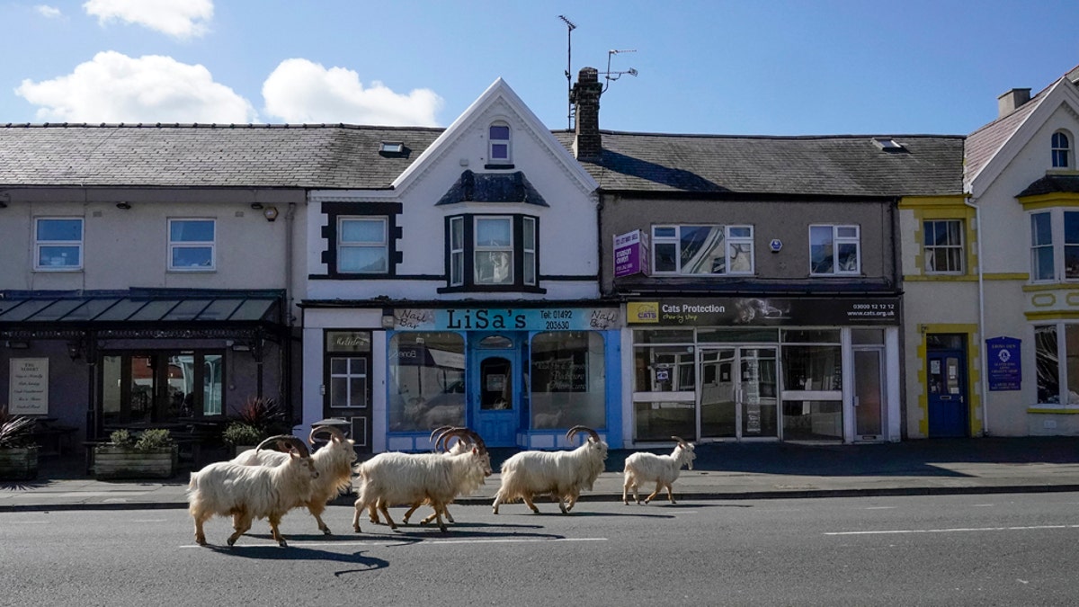 LLANDUDNO, WALES - MARCH 31: Mountain goats roam the streets of LLandudno on March 31, 2020 in Llandudno, Wales. (Photo by Christopher Furlong/Getty Images)