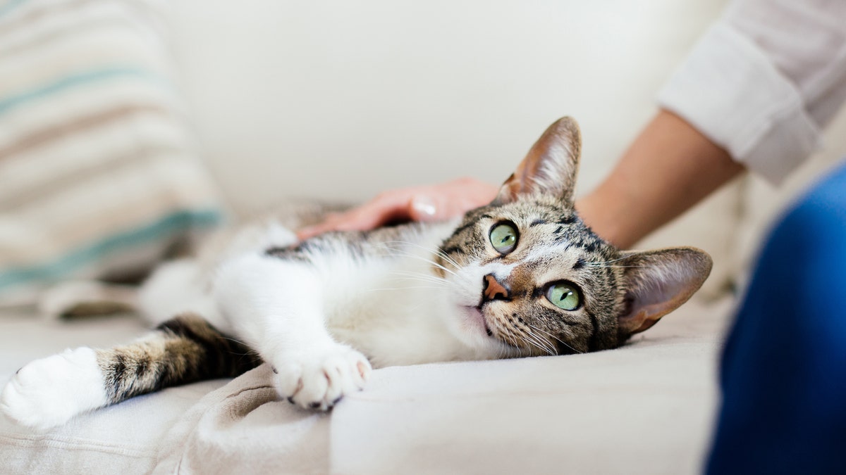 Cats can be infected with the novel virus, the researchers found.