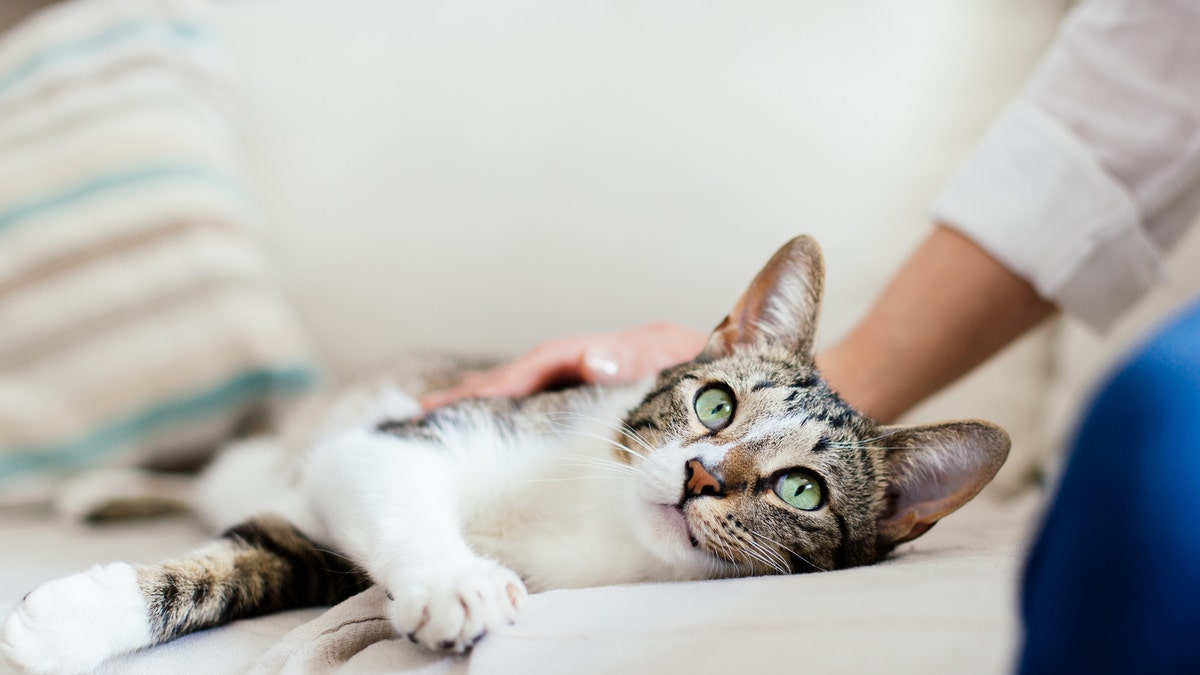Cats can be infected with the novel virus, the researchers found.