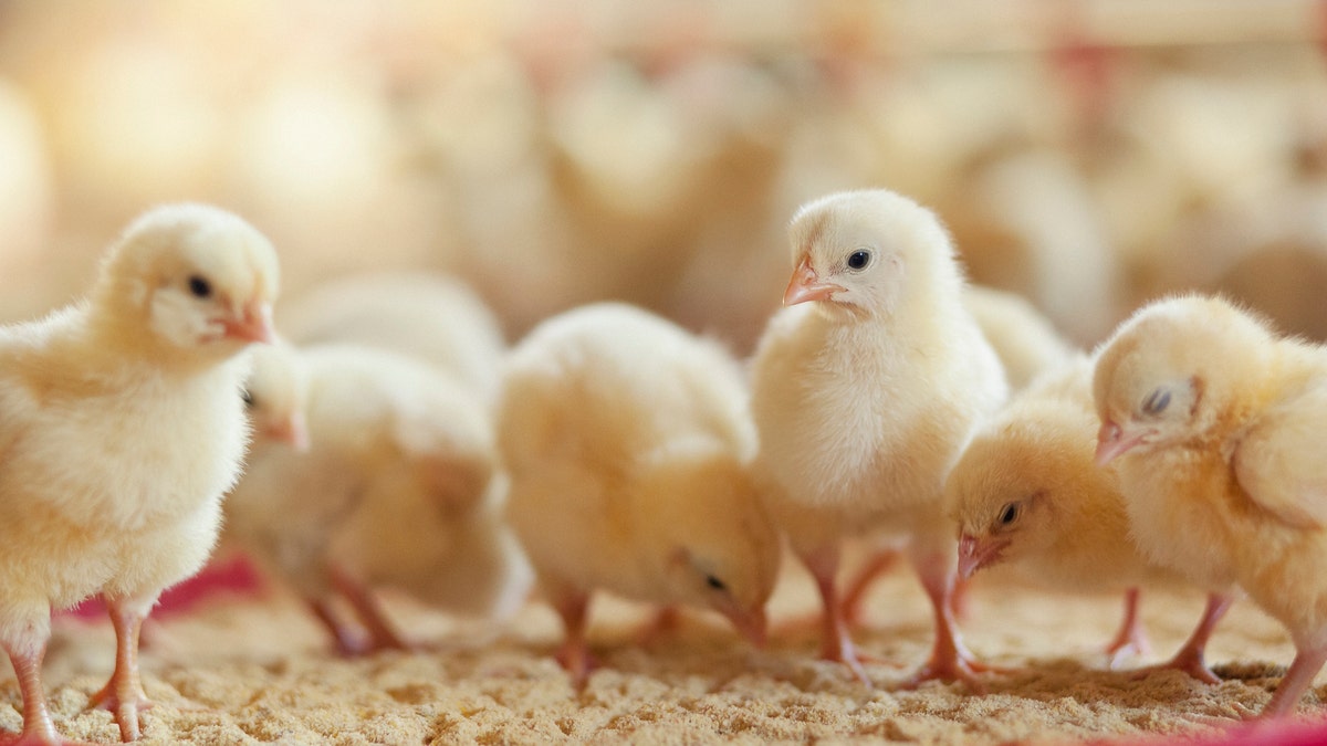 The latest purchasing trend in some parts of the country? Baby chickens.