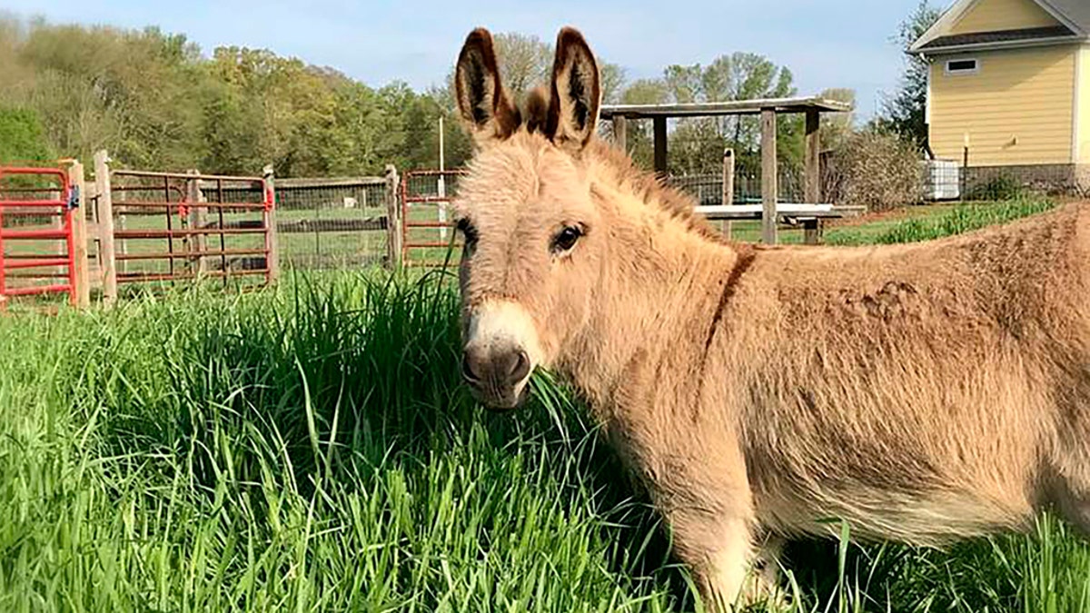 Mambo, an 8-year-old miniature donkey, wants to crash your Zoom meeting.