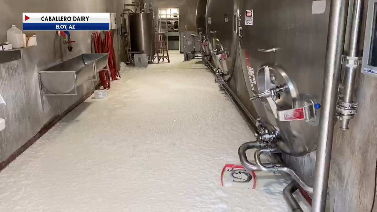 The Coronavirus pandemic has forced dairy farmers across the U.S. to dump their milk as sales have taken a huge hit. Craig Caballero’s dairy farm in Eloy, Arizona, had to dump its milk last week. (Caballero Dairy)