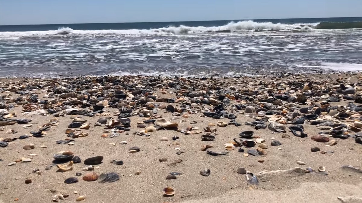 Seashells pile up on the beaches in North Carolina's Outer Banks as tourists stay away due to coronavirus.