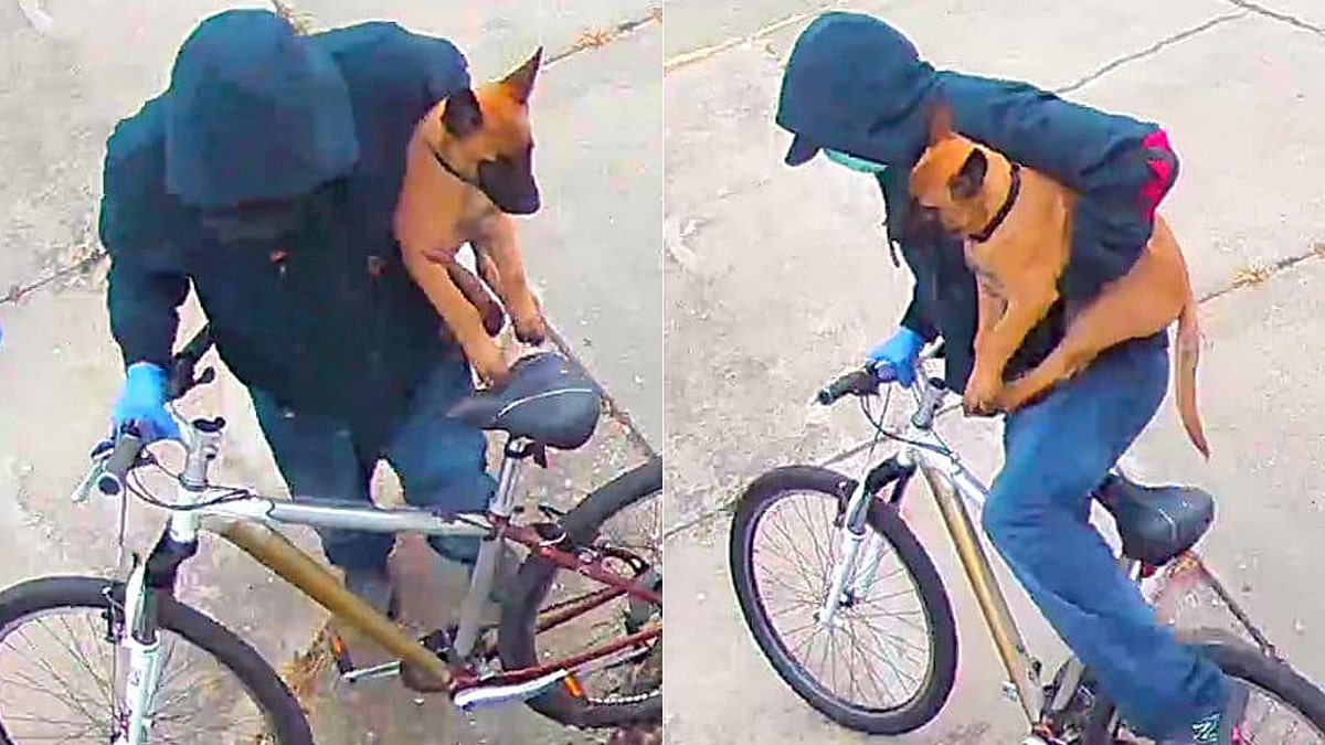 From the Concord Police Department Facebook page, here are some "still images of the DOGNAPPER. We’re hoping something helps someone recognize this man."