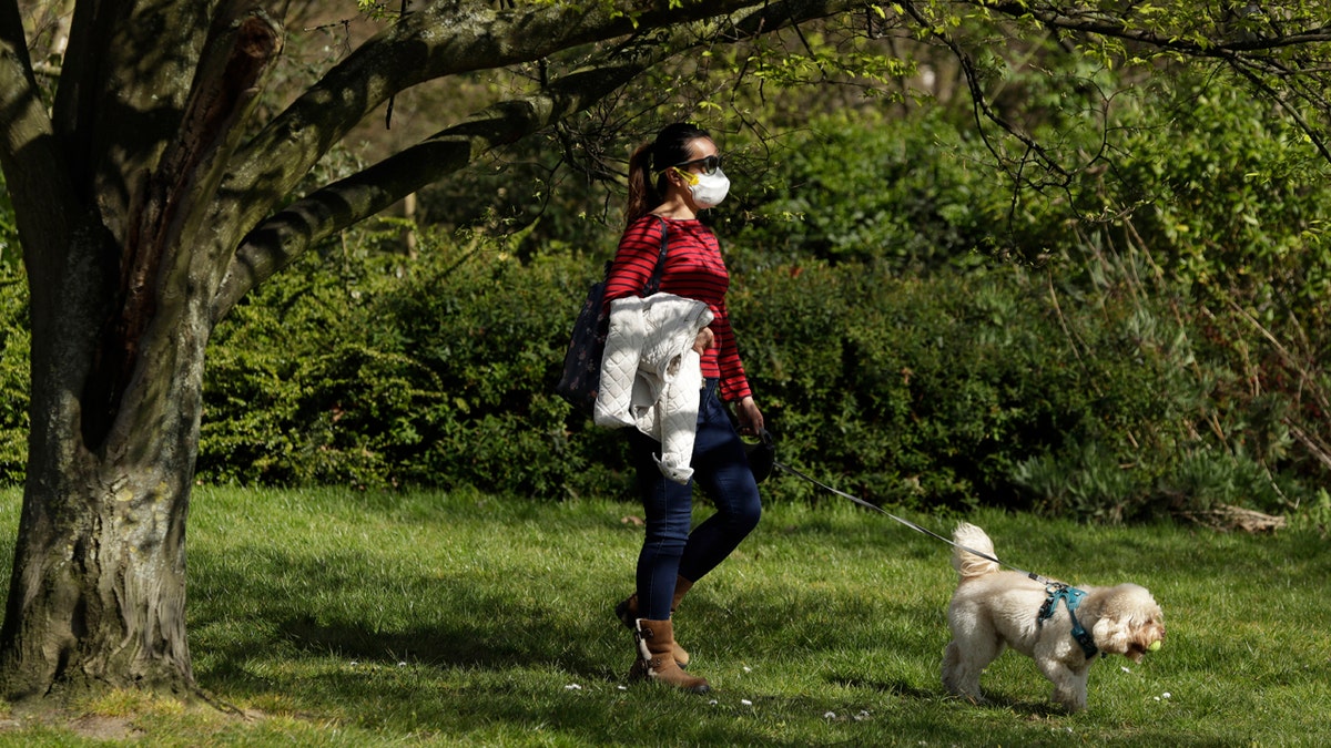 A dog walker wears a face mask in Regent's Park, London, as London's parks remain open with the warning that they will close if people fail to observe the British government guidelines that include two meters social distancing from people that don't live in the same household, to help stop the spread of coronavirus, Saturday, April 4, 2020. The new coronavirus causes mild or moderate symptoms for most people, but for some, especially older adults and people with existing health problems, it can cause more severe illness or death. (AP Photo/Matt Dunham)