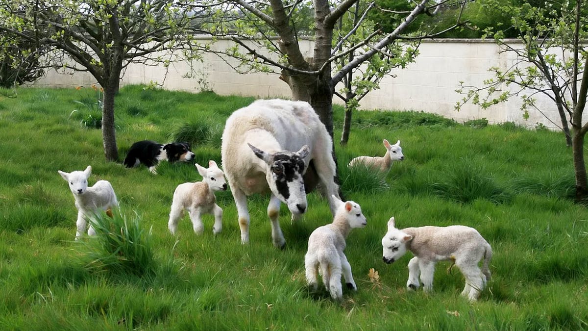 Marshall had to count twice when he noticed five babies dotted around the mother - named after Simpsons' matriarch Marge - because scans had only predicted four. Both mother and lambs - affectionately named Bart, Millhouse, Lisa, Maggie and Edna - are doing extremely well. (Credit: SWNS)