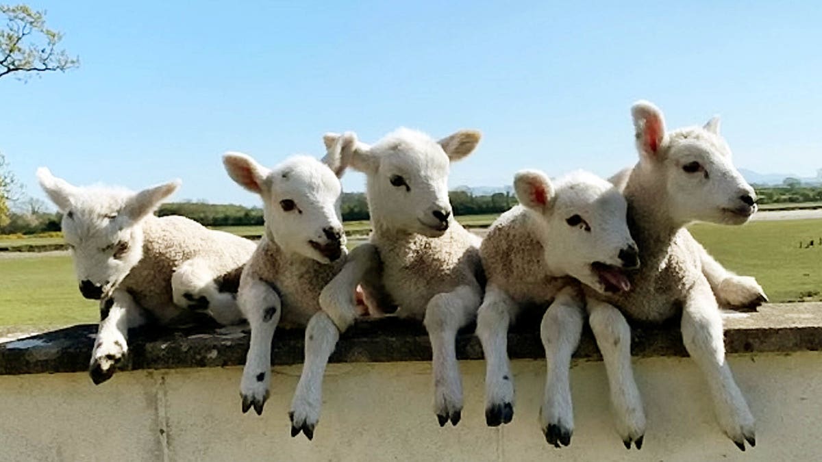 A ewe has defied odds of a million to one by giving birth to a set of five healthy lambs - named after characters from The Simpsons.  The incredibly rare quintuplet set was born on Easter Sunday (April 12) and gave farm manager, James Marshall, quite a shock when they arrived at Castletown Estate. (Credit: SWNS)