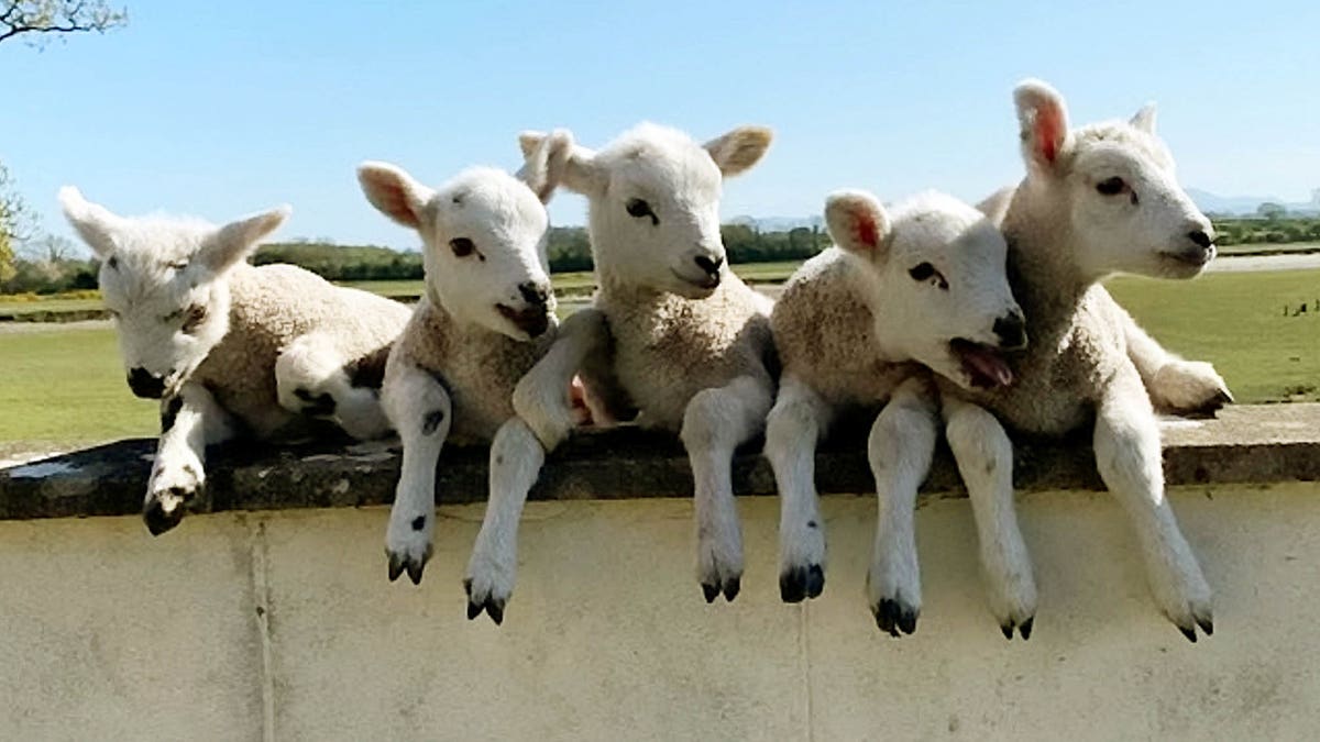 A ewe has defied odds of a million to one by giving birth to a set of five healthy lambs - named after characters from The Simpsons. The incredibly rare quintuplet set was born on Easter Sunday (April 12) and gave farm manager, James Marshall, quite a shock when they arrived at Castletown Estate. (Credit: SWNS)