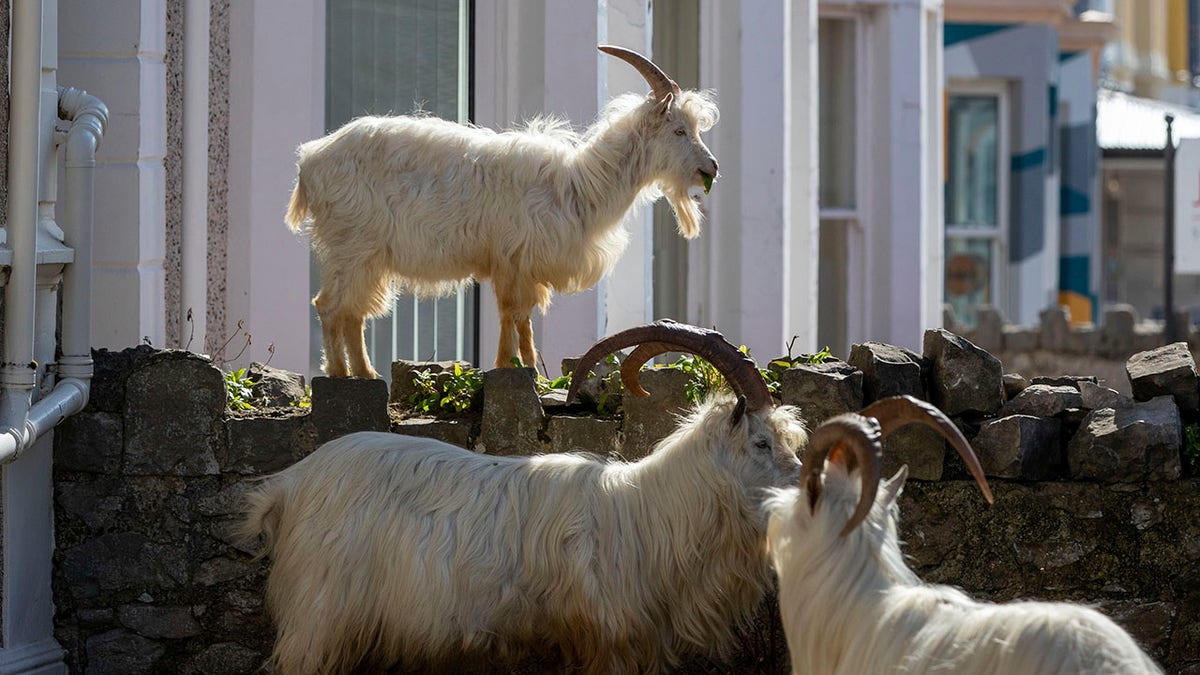 Goats have been spotted eating from bushes and trees in the town. (Pete Byrne/PA via AP)
