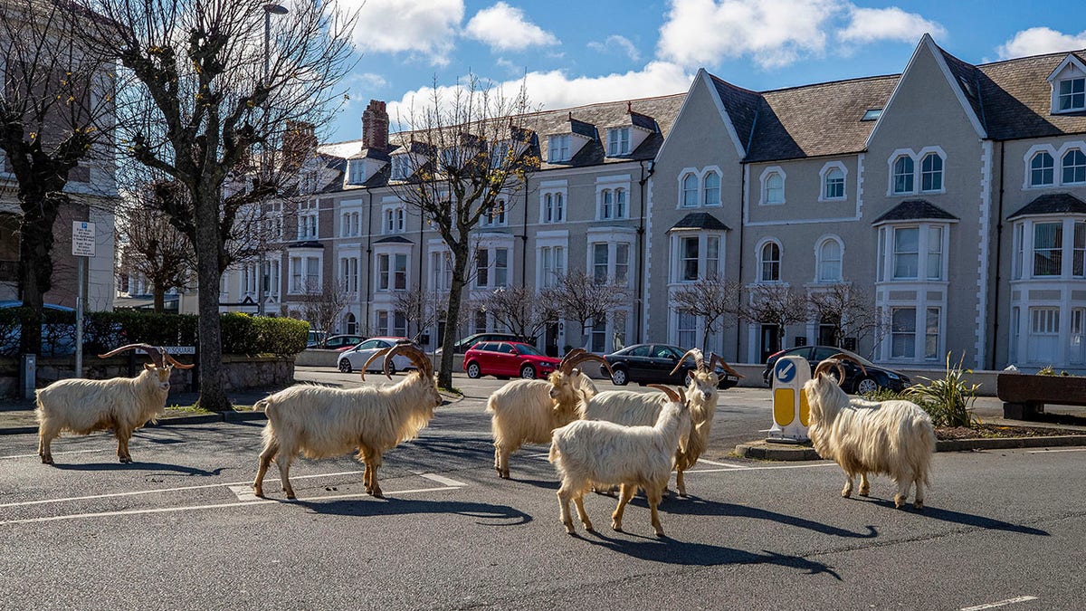A herd of goats walk the quiet streets in Llandudno, north Wales, Tuesday as residents quarantine indoors amid the coronavirus pandemic. (Pete Byrne/PA via AP)