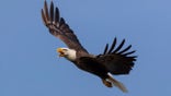Bald Eagle in flight