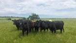 Beef producers are expected to lose billions as the Coronavirus Pandemic continues to strain the industry.