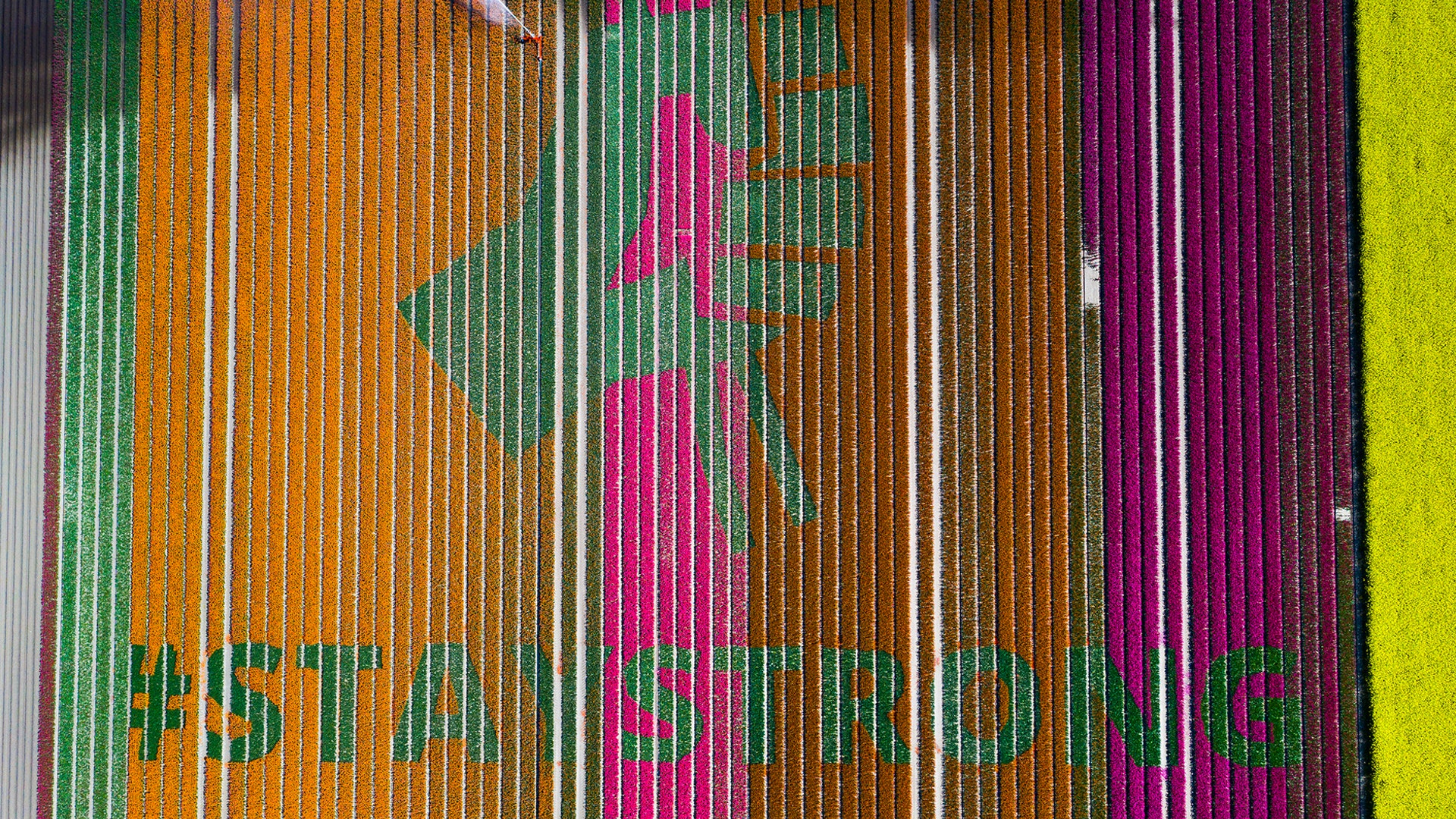A view of a message of support by Nursery S. Schouten reading "#StayStrong" produced by cutting off the flower heads in a field of tulips, amid the coronavirus pandemic, in Bant, Netherlands, April 26, 2020. 