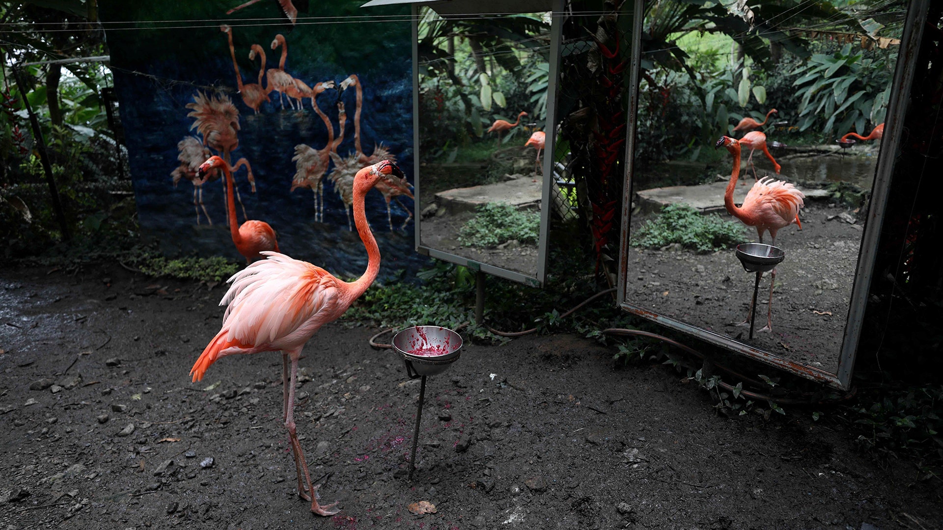 A flamingo is reflected in a mirror while eating at the Santacruz Zoo which is closed amid a lockdown to help contain the spread of the coronavirus in San Antonio, Colombia, April 21, 2020. 