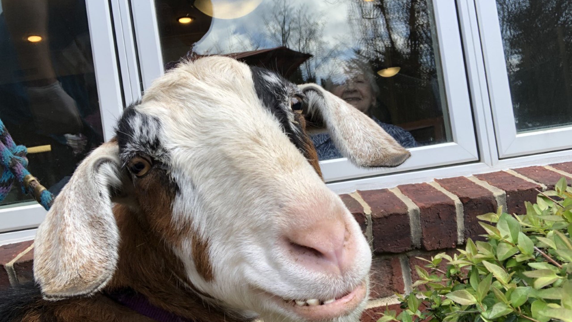 My name is Grant from Squeals On Wheels petting zoo in the DC area. Yesterday we provided an animals window visits to a local nursing home. We walked the animals around the building to make a few of our seniors smile who are unable to have visitors right now. ( we have permission from seniors and facility to share photos)