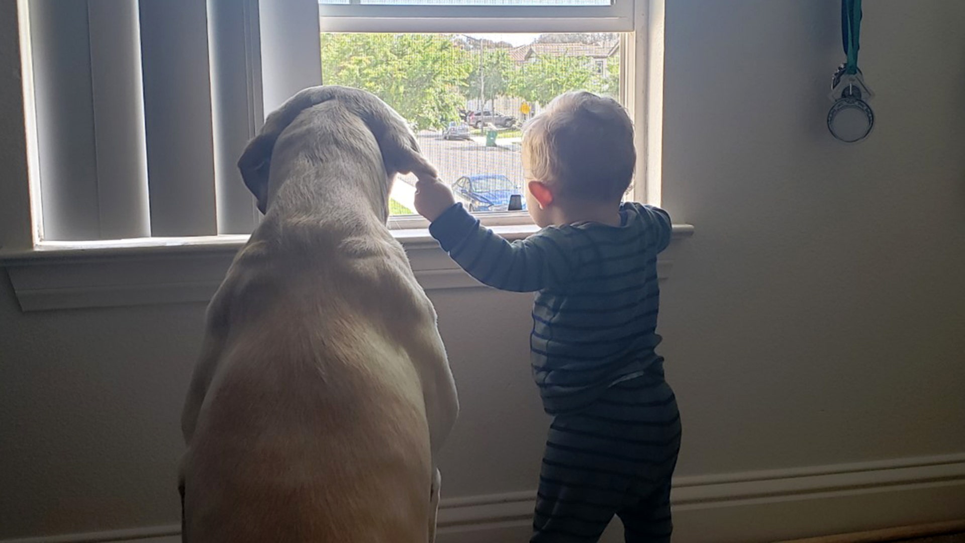 My son Haydin and Yellow Labrador Hunter wishing they can play outside in Oceanside, CA.